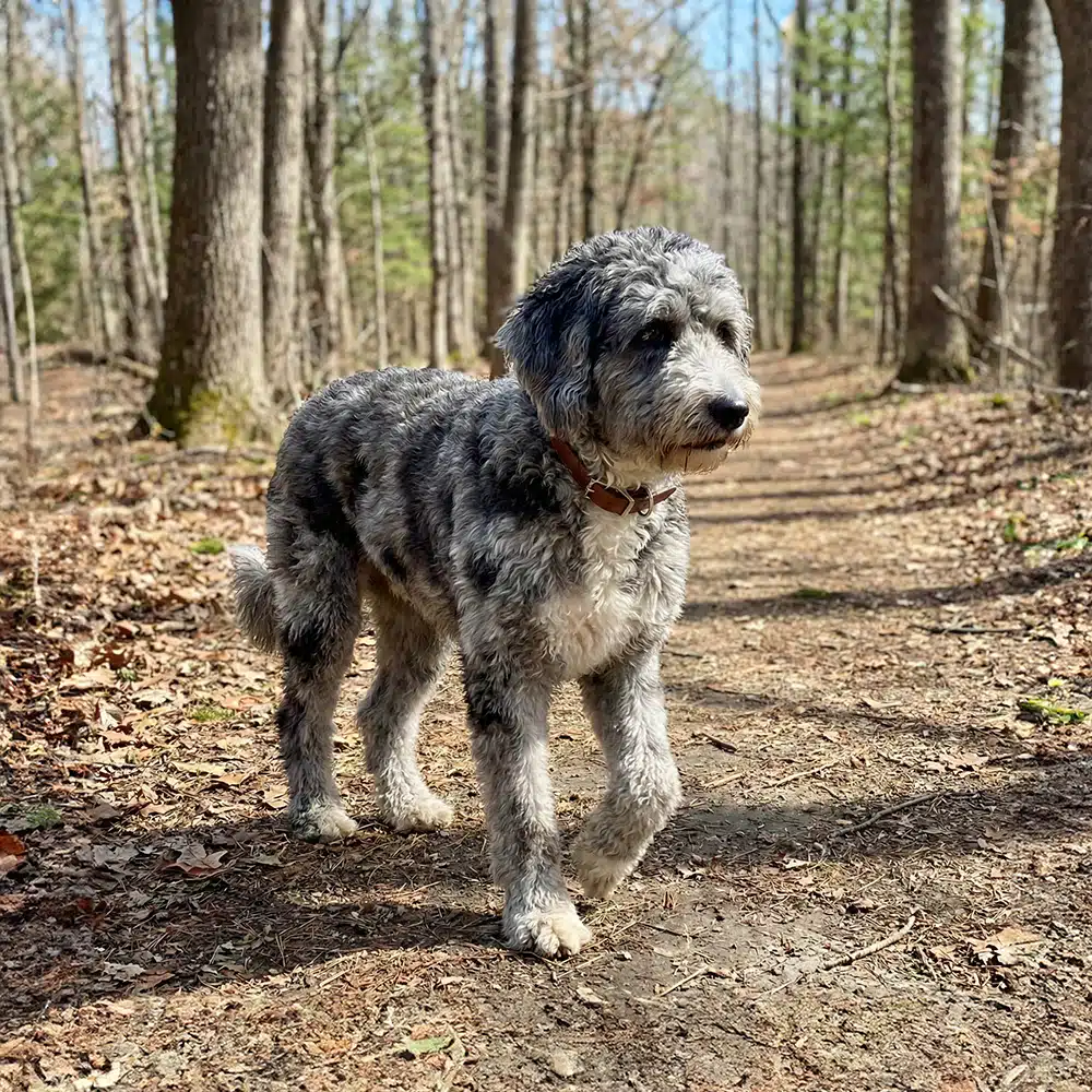 Aussiedoodle Feeding Guide
