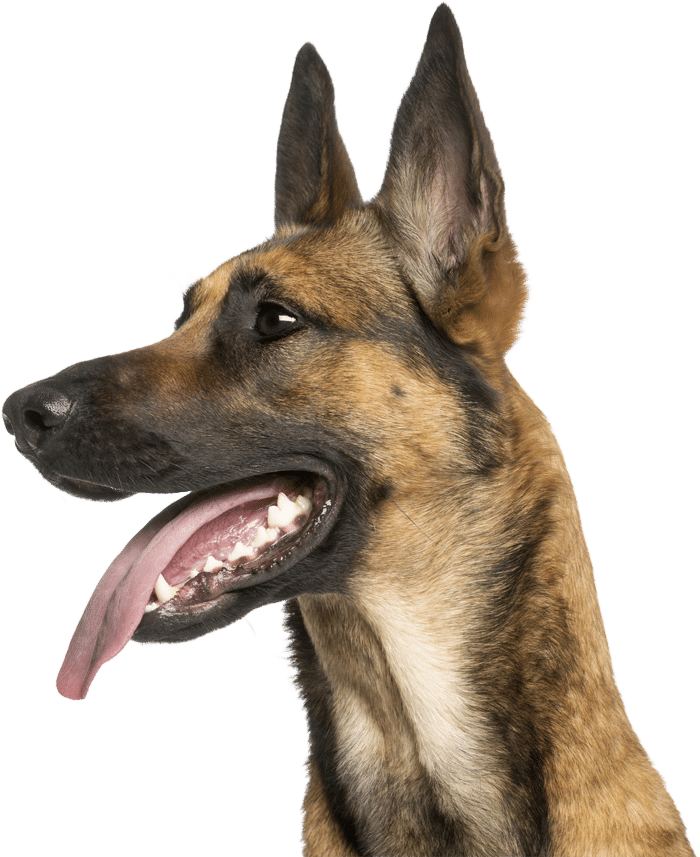 Belgian Malinois Feeding Guide