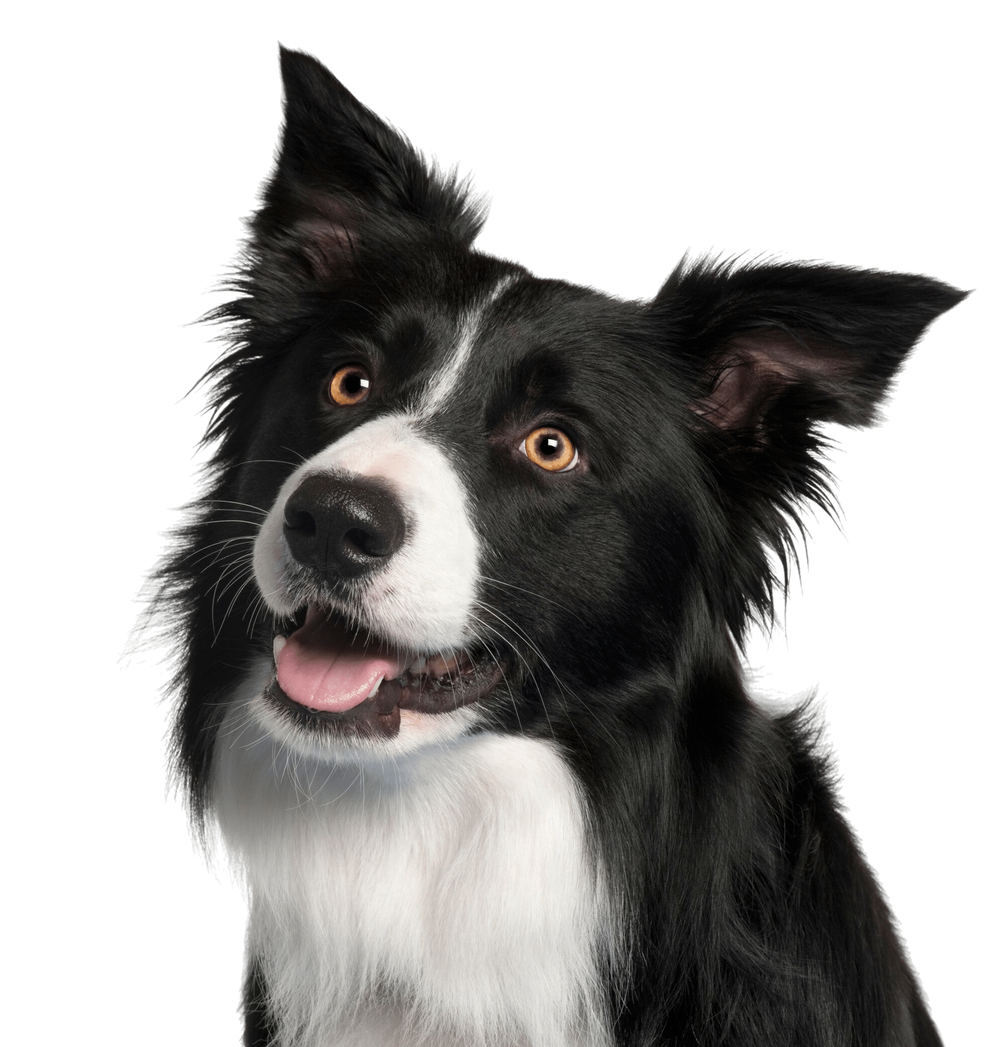 Border Collie Feeding Guide