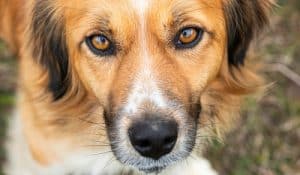 Hormone Imbalance in Dogs: Natural Solutions for Canine Endocrine Disease