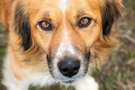 endocrine disease in dogs