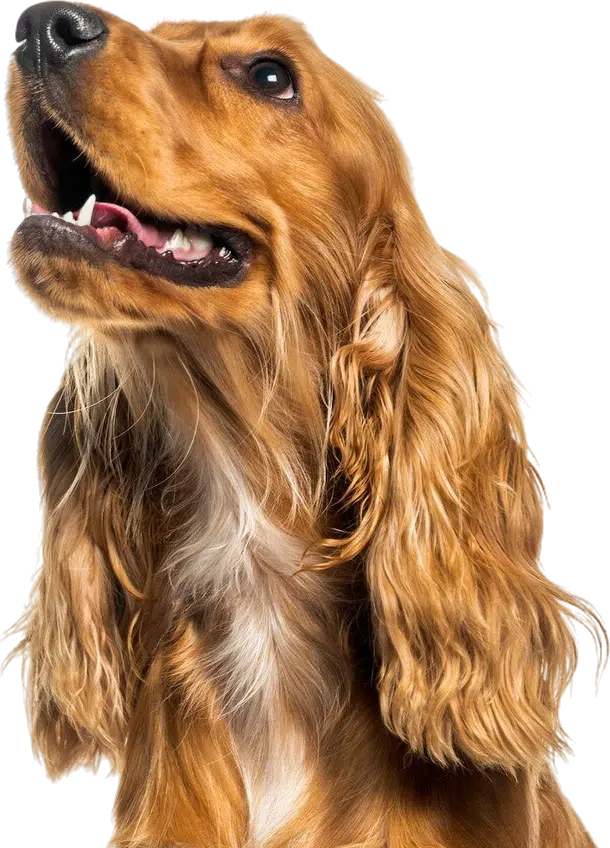 Cocker Spaniel Feeding Guide