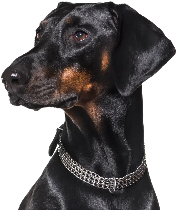 Doberman Pinscher Feeding Guide