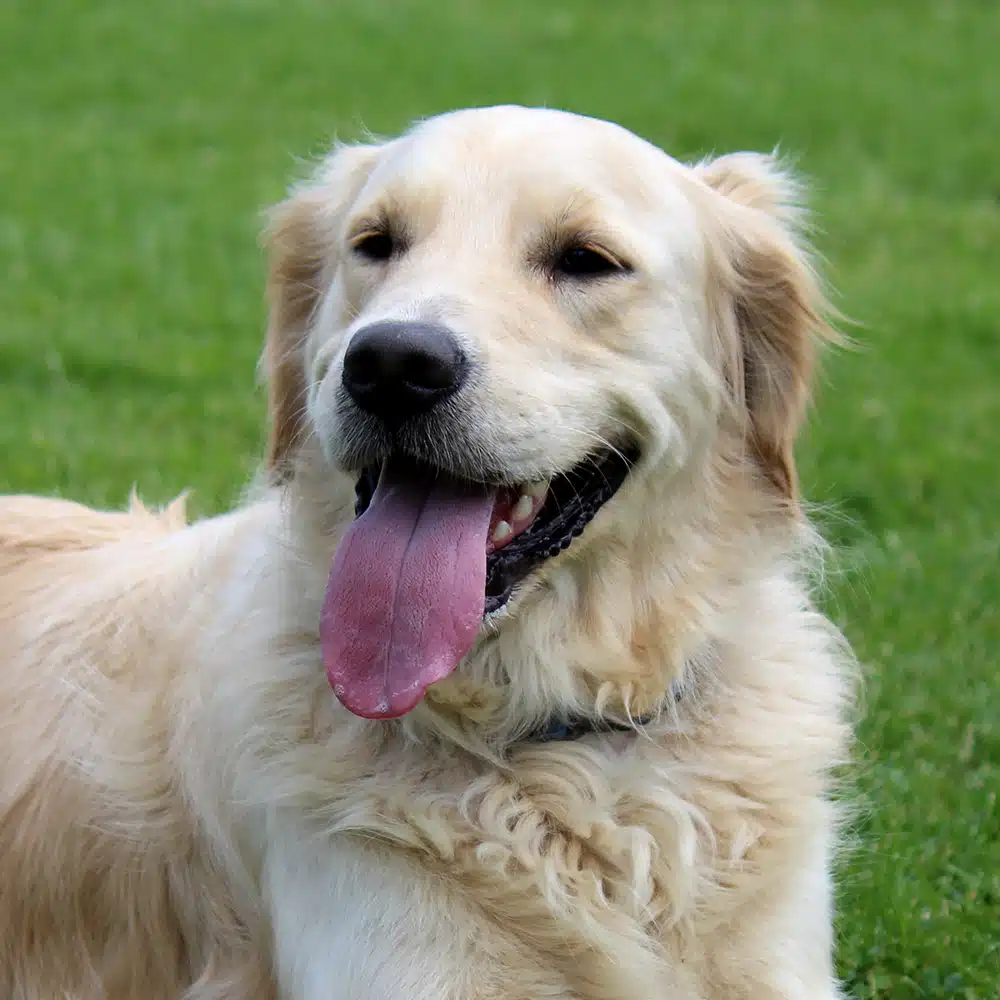 Golden Retriever Feeding Guide