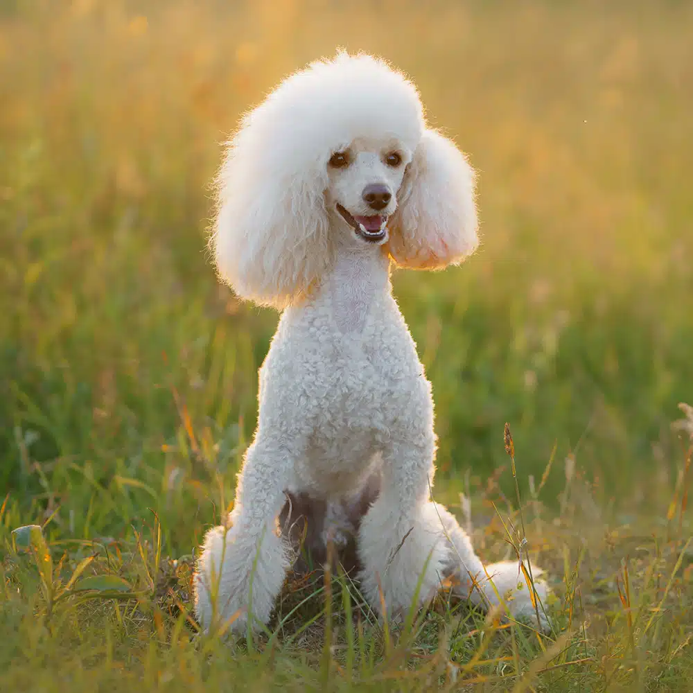 Poodle Feeding Guide