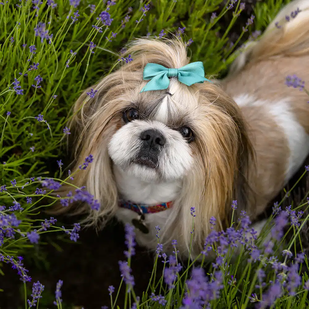 Shih Tzu Feeding Guide