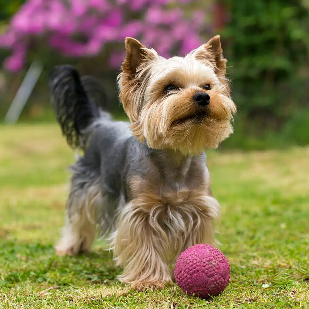 Yorkshire Terrier Feeding Guide