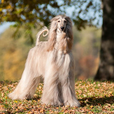 Afghan Hound Feeding Guide