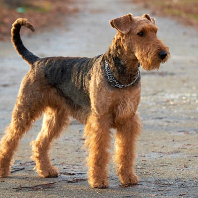 Airedale Terrier Feeding Guide