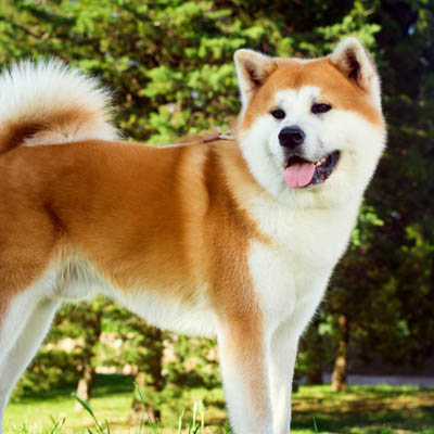 Akita Feeding Guide