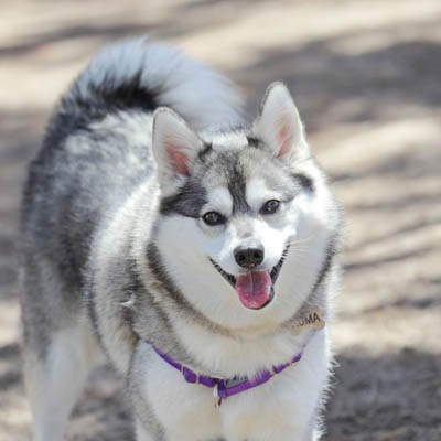 Alaskan Klee Kai Feeding Guide