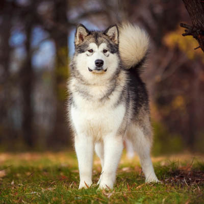 Alaskan Malamute Feeding Guide