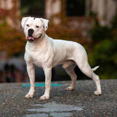 American Bulldog Feeding Guide