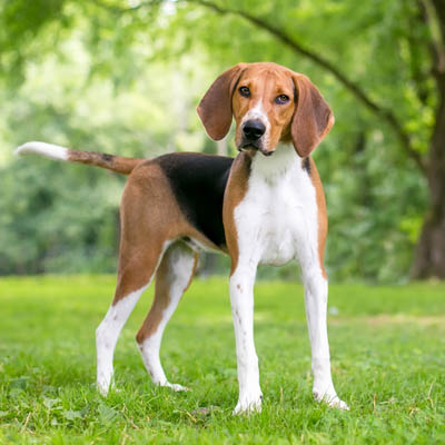 American Foxhound Feeding Guide