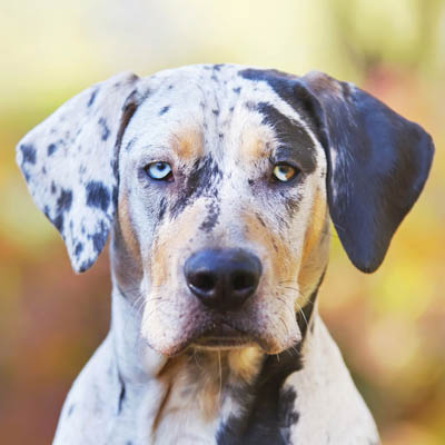 American Leopard Hound Feeding Guide