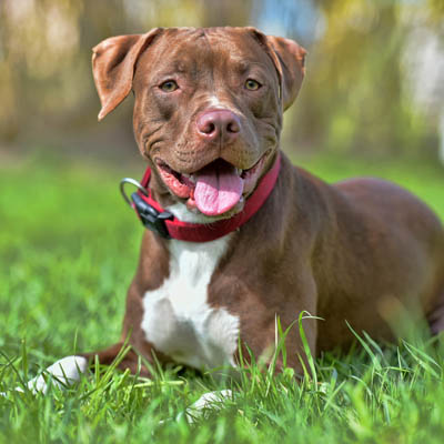 American Pitbull Terrier Feeding Guide