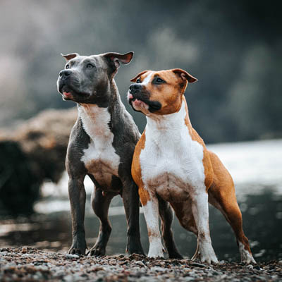 American Staffordshire Terrier Feeding Guide