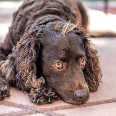 American Water Spaniel Feeding Guide