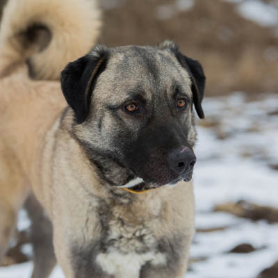 Anatolian Shepherd Feeding Guide