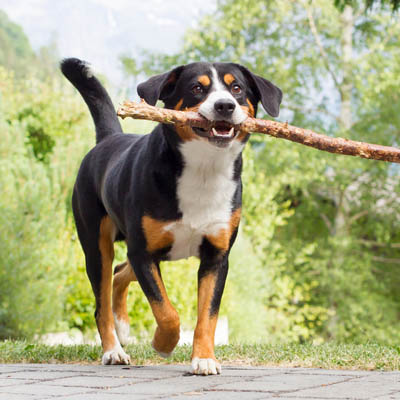 Appenzeller Sennenhunde Feeding Guide