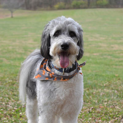 Aussiedoodle Feeding Guide