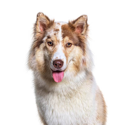 Australian Shepherd Husky Feeding Guide