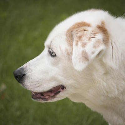 what to feed a australian shepherd