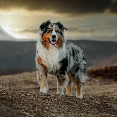 Australian Shepherd Feeding Guide