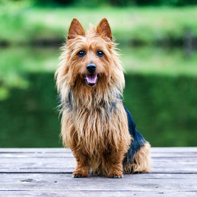 Australian Terrier Feeding Guide