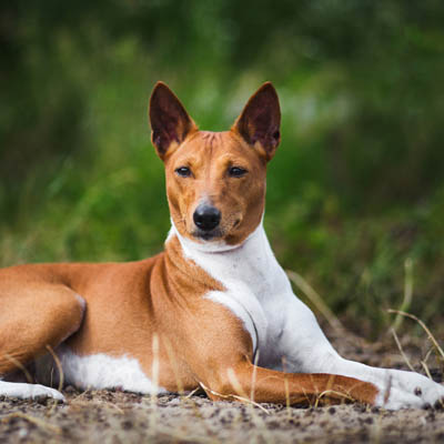 Basenji Feeding Guide