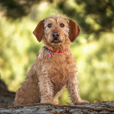 Basset Fauve De Bretagne Feeding Guide