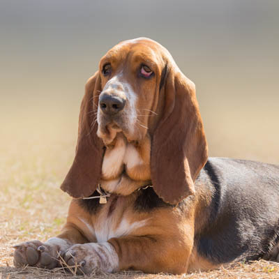 Basset Hound Feeding Guide