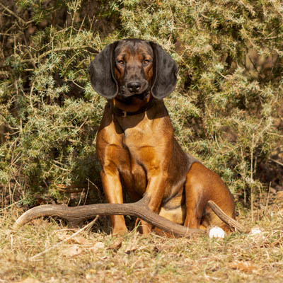 Bavarian Mountain Scent Hound Feeding Guide