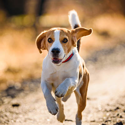 Beagle Feeding Guide