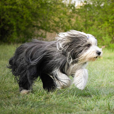 Bearded Collie Feeding Guide