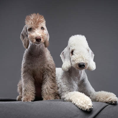 Bedlington Terrier Feeding Guide