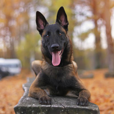 Belgian Malinois Feeding Guide