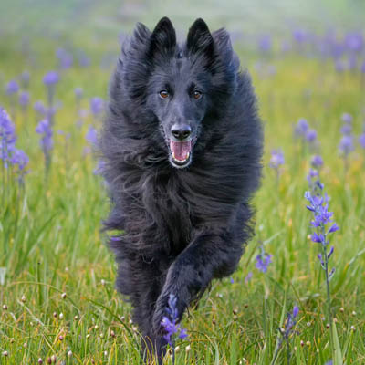 Belgian Sheepdog Feeding Guide