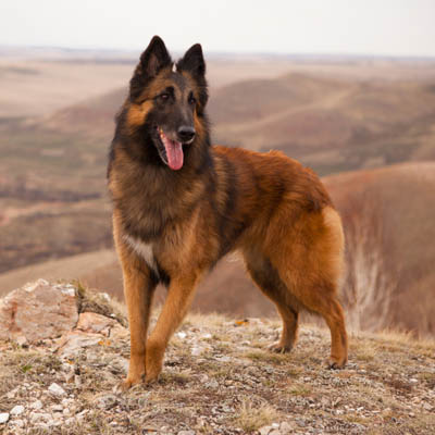 Belgian Tervuren Feeding Guide