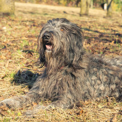 Bergamasco Sheepdog Feeding Guide