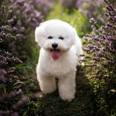 Bichon Frise Feeding Guide