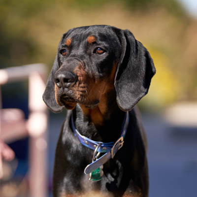 Black And Tan Coonhound Feeding Guide