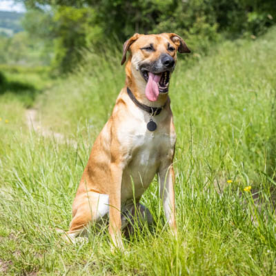 Black Mouth Cur Feeding Guide