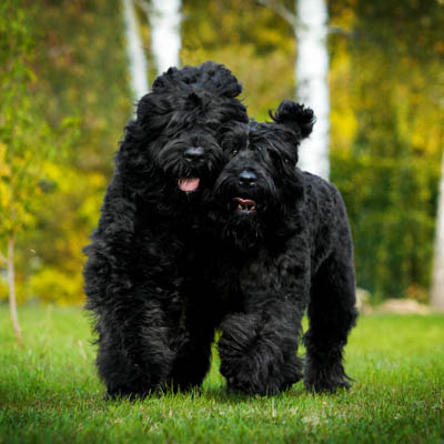 Black Russian Terrier Feeding Guide