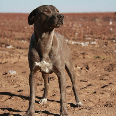 Blue Lacy Feeding Guide