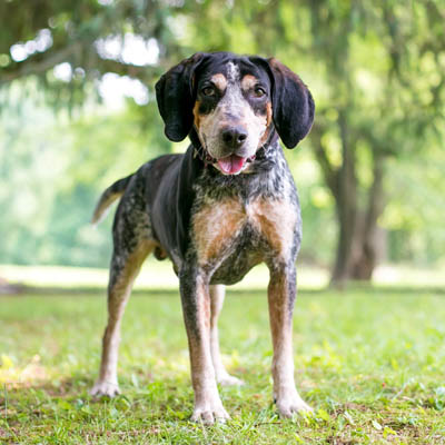 Bluetick Coonhound Feeding Guide