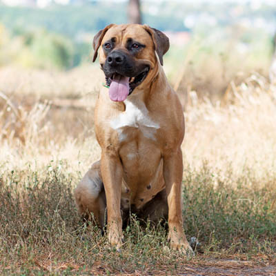 Boerboel Feeding Guide