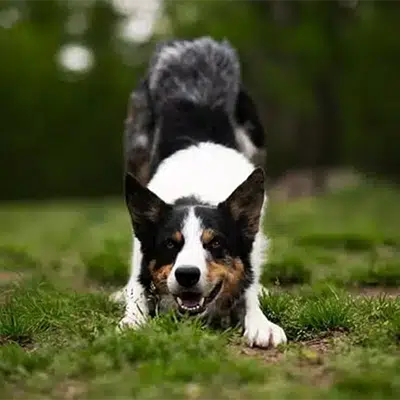 Border Collie Feeding Guide