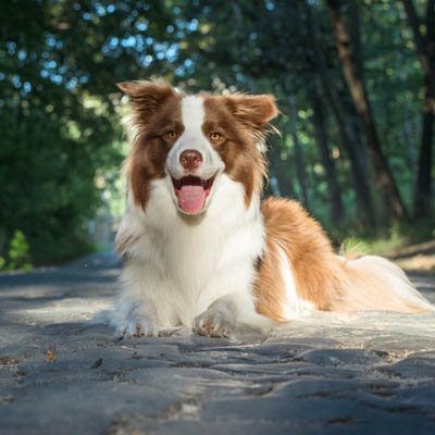 Border Sheepdog Feeding Guide