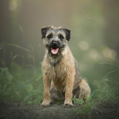 Border Terrier Feeding Guide